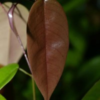 Doona disticha (Thwaites) Pierre